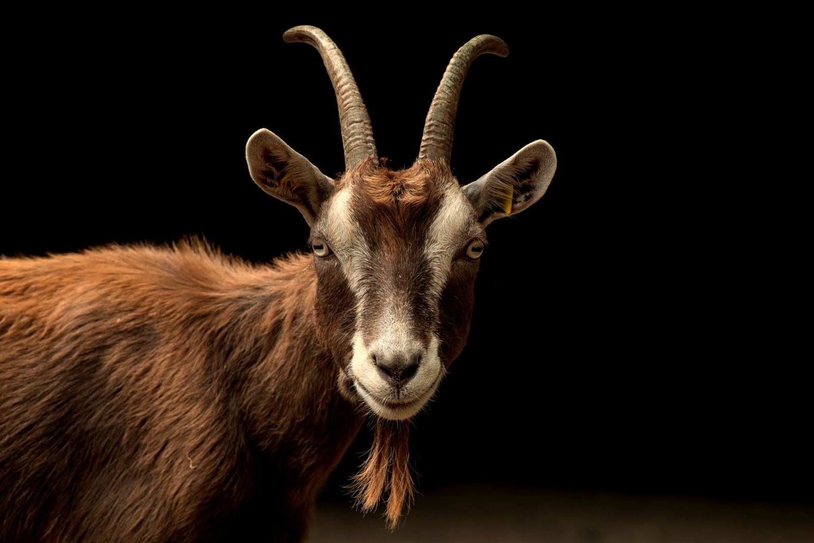 Animaux de ferme