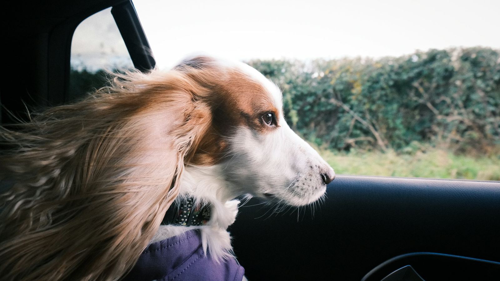 Transport