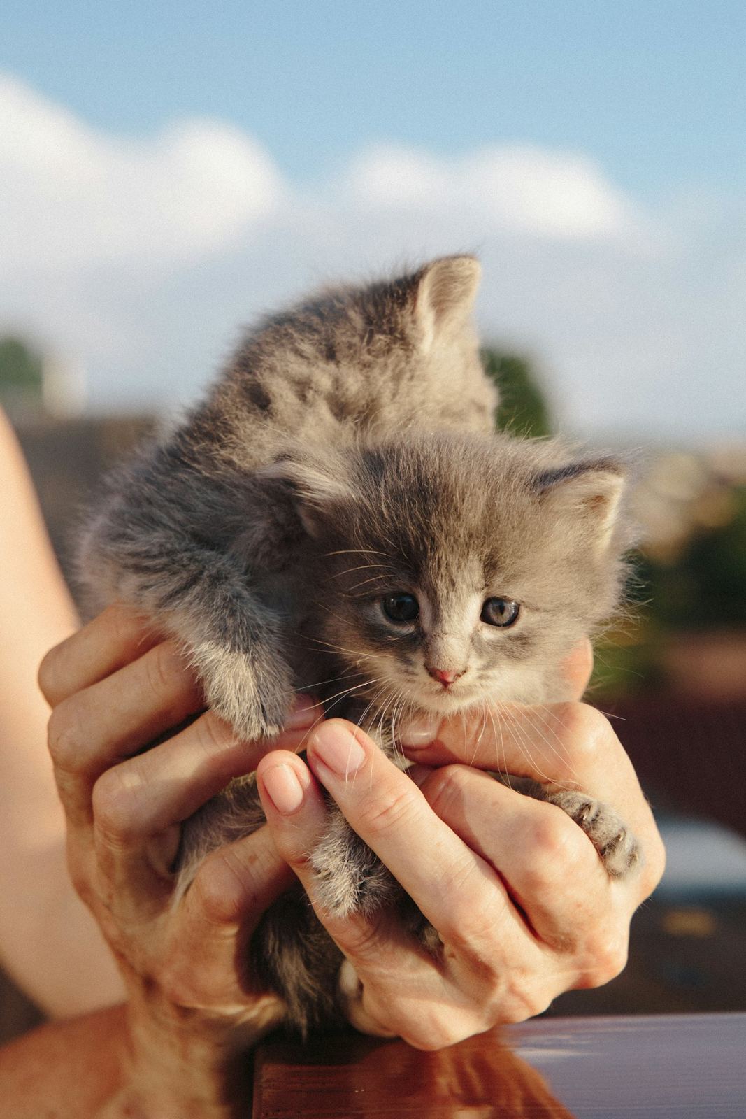 Chats